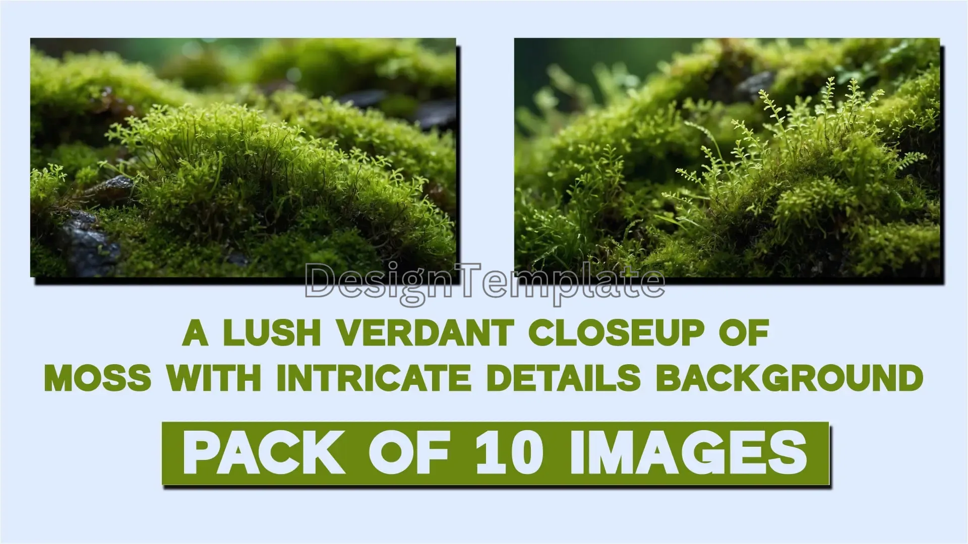 Closeup of Lush Green Moss with Detailed Texture Backgrounds